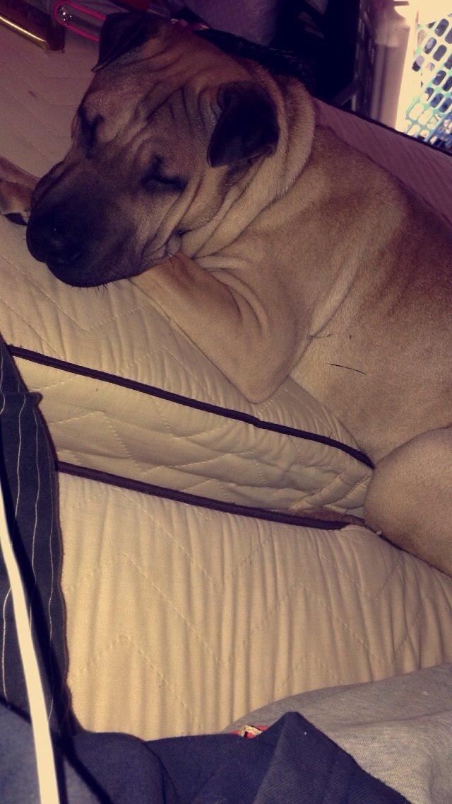 Blanding af racer Cody billede 32