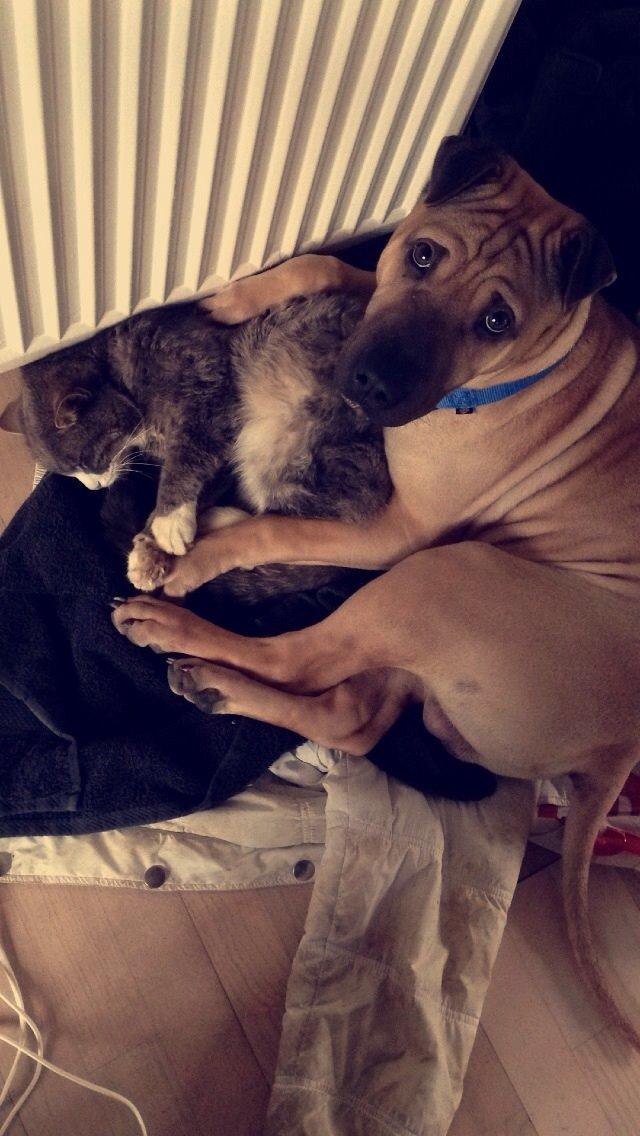 Blanding af racer Cody billede 33