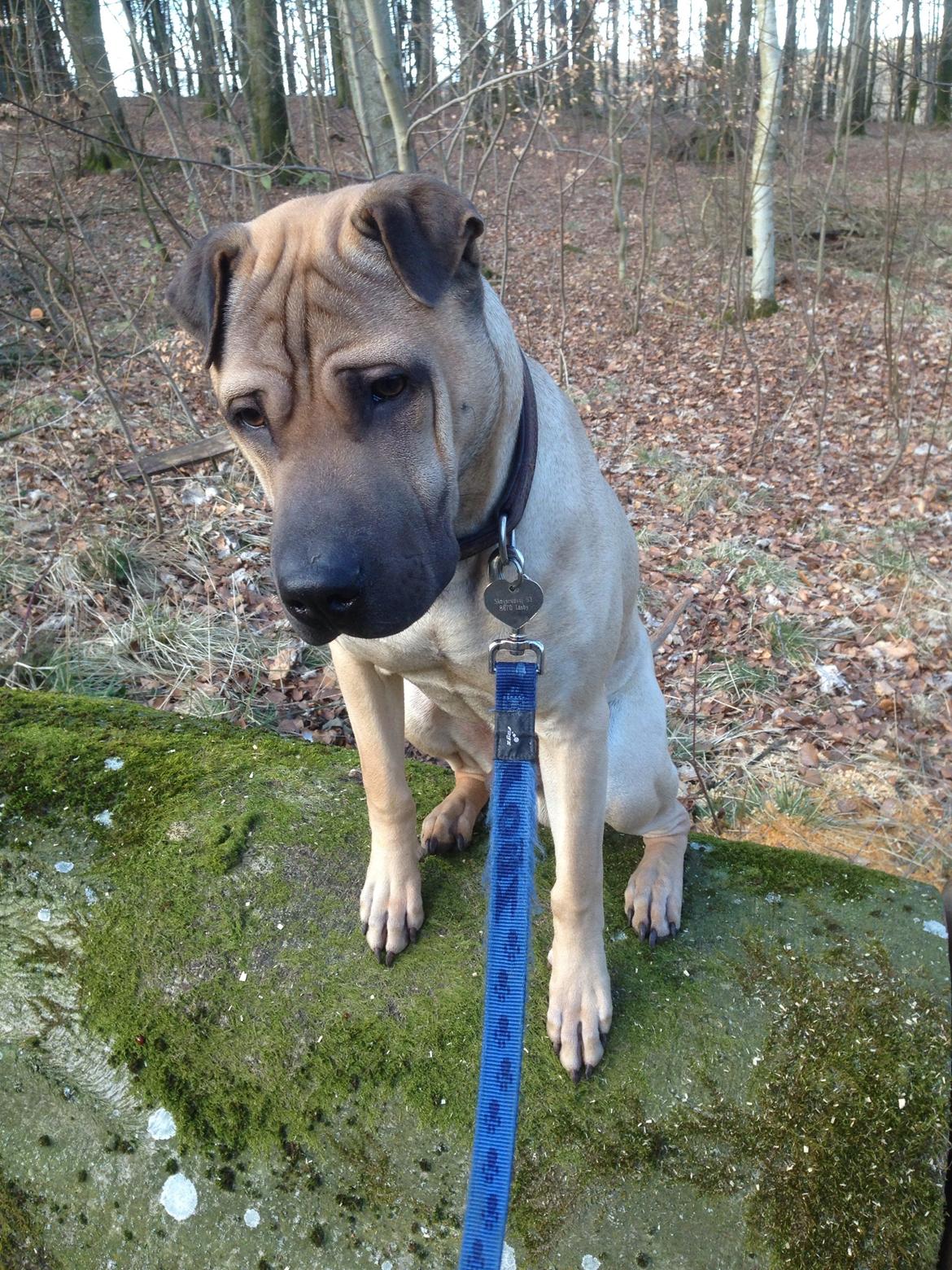 Blanding af racer Cody billede 34