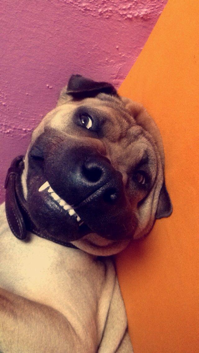 Blanding af racer Cody billede 35