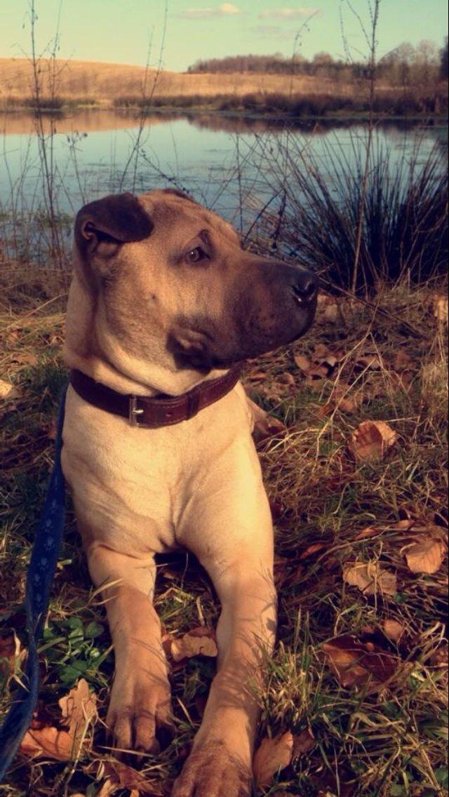 Blanding af racer Cody billede 37