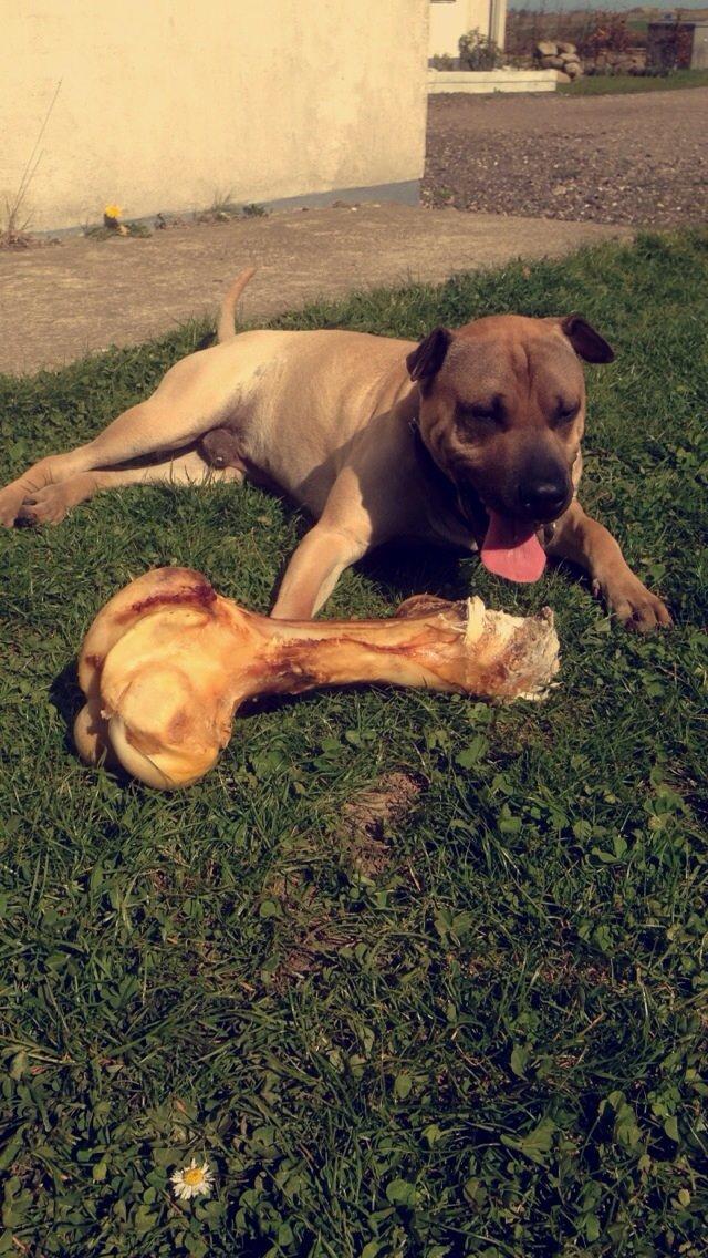 Blanding af racer Cody billede 38