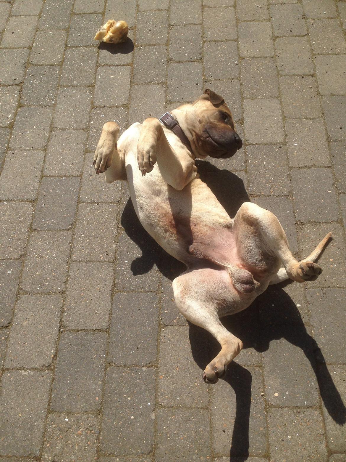 Blanding af racer Cody billede 39