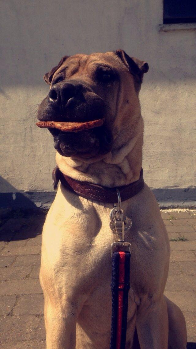 Blanding af racer Cody billede 36