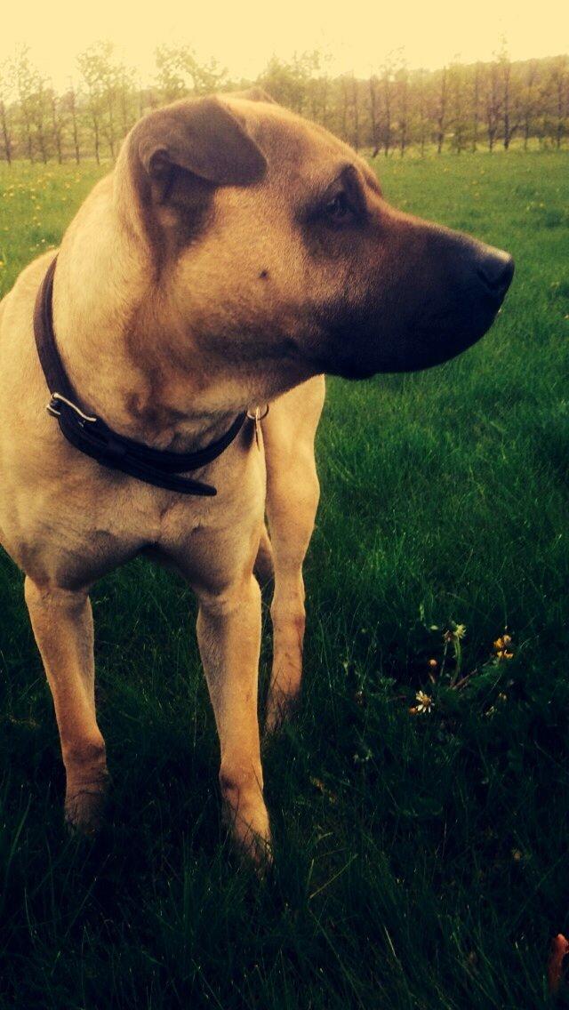 Blanding af racer Cody billede 40