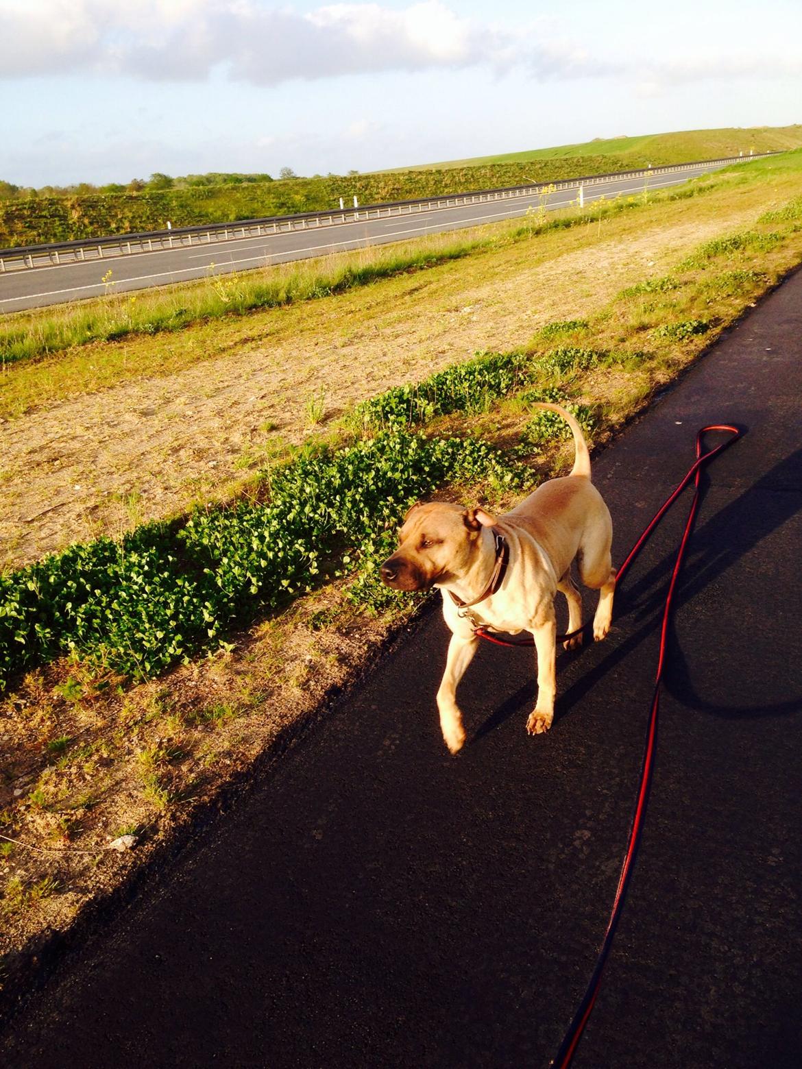 Blanding af racer Cody billede 45
