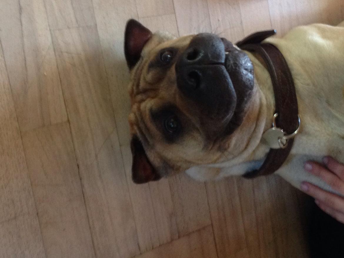 Blanding af racer Cody billede 46