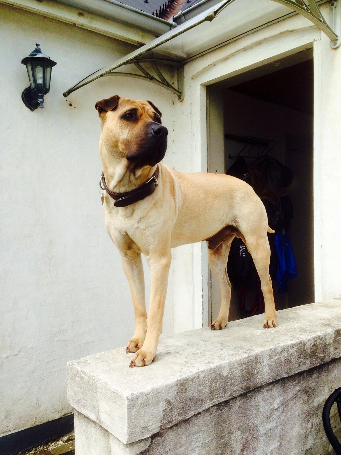 Blanding af racer Cody billede 43