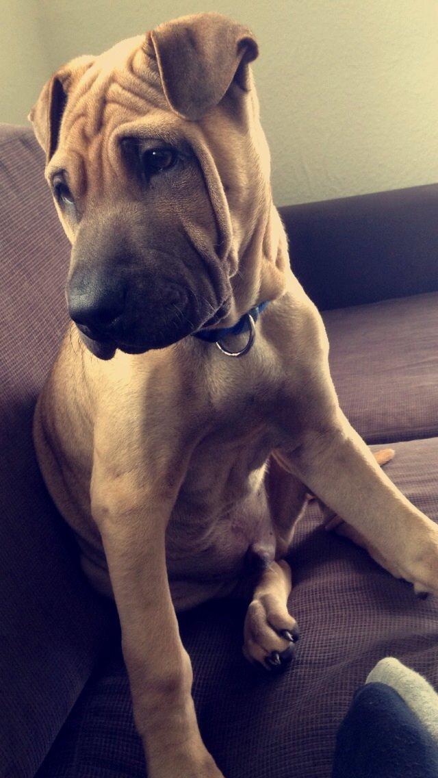 Blanding af racer Cody billede 41