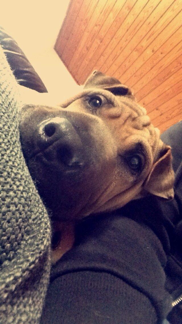 Blanding af racer Cody billede 42