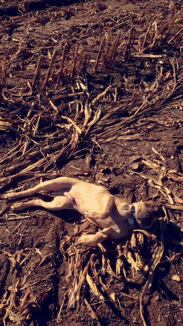 Blanding af racer Cody billede 44