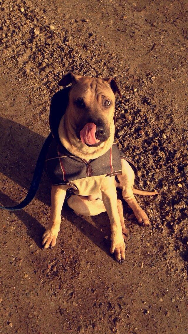 Blanding af racer Cody billede 47