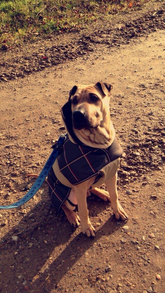 Blanding af racer Cody billede 48