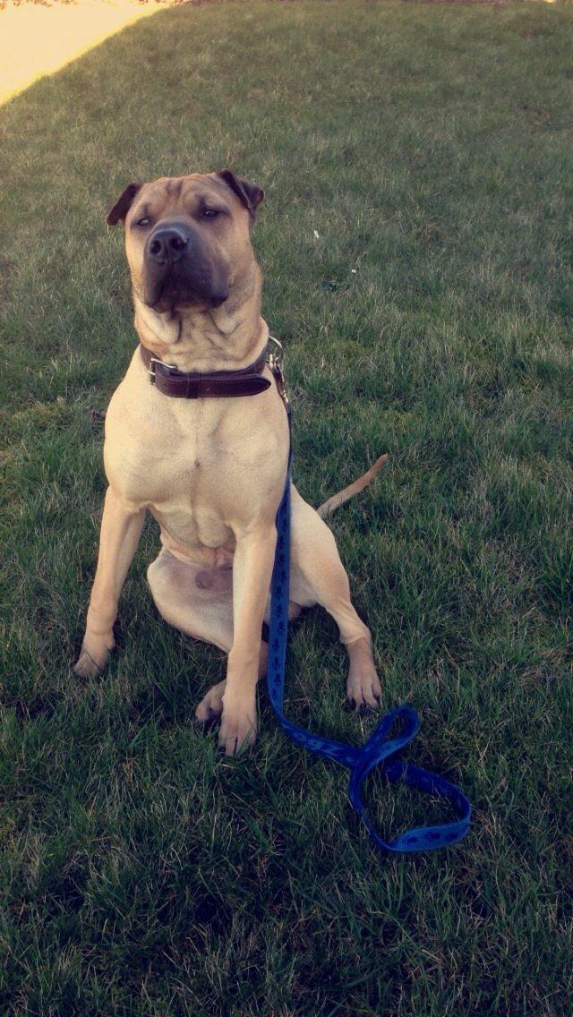 Blanding af racer Cody billede 50