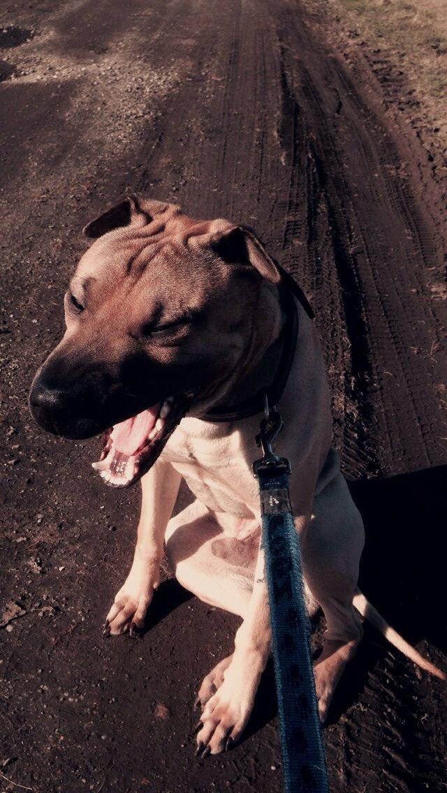 Blanding af racer Cody billede 49