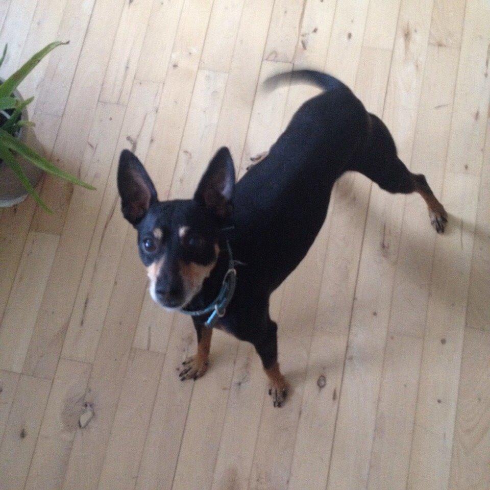 Dvaergpinscher King billede 2