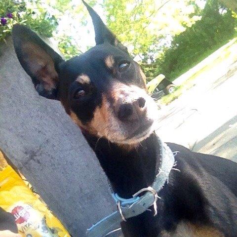 Dvaergpinscher King billede 3