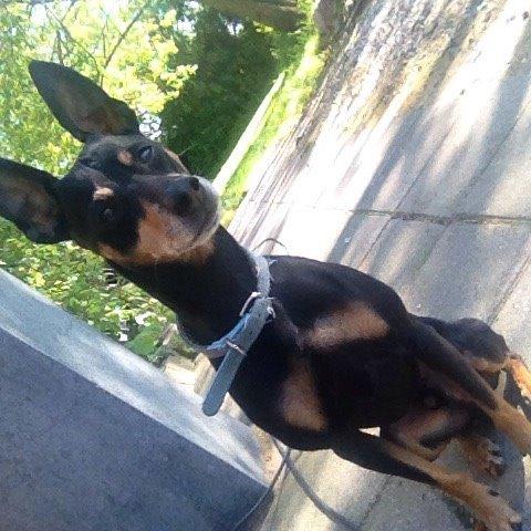 Dvaergpinscher King billede 4