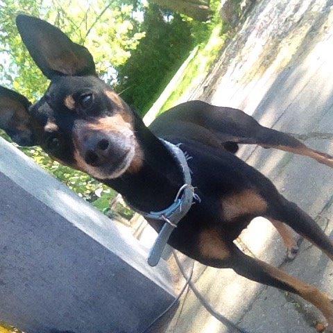 Dvaergpinscher King billede 5