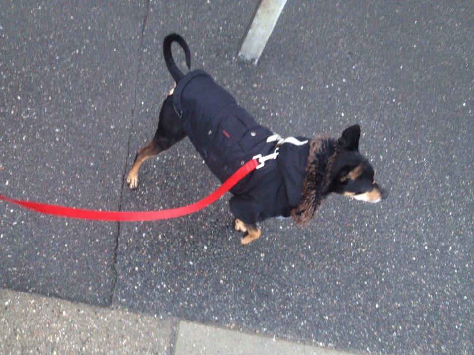 Dvaergpinscher King billede 7