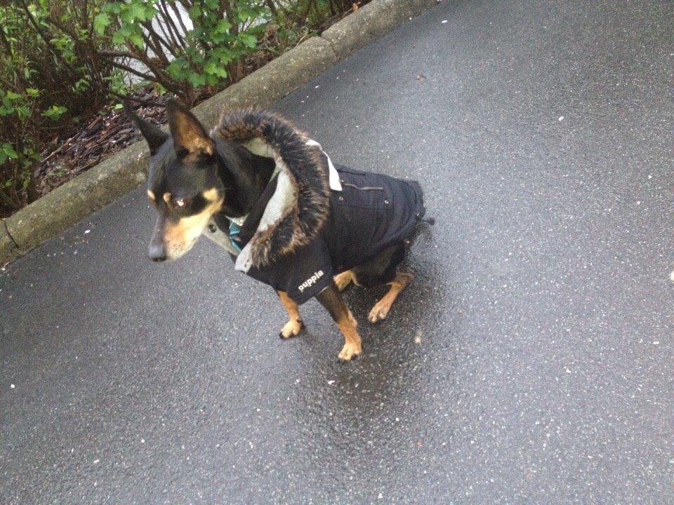Dvaergpinscher King billede 6
