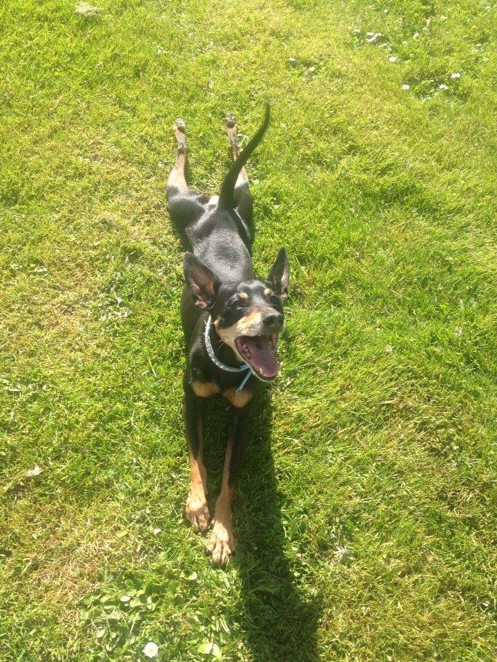 Dvaergpinscher King billede 8