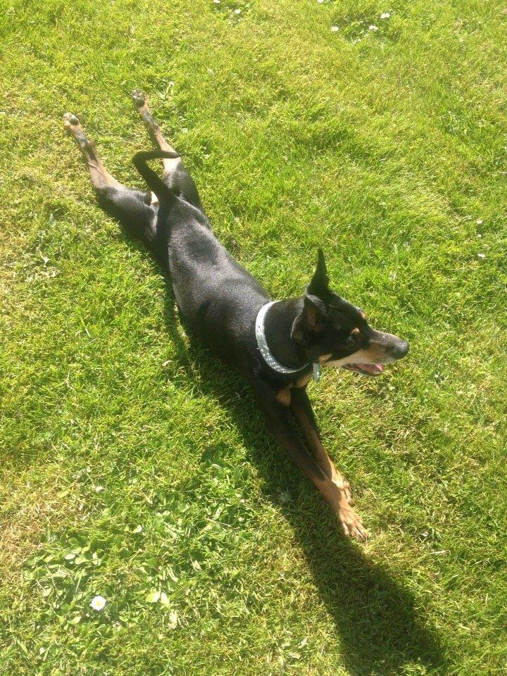 Dvaergpinscher King billede 9