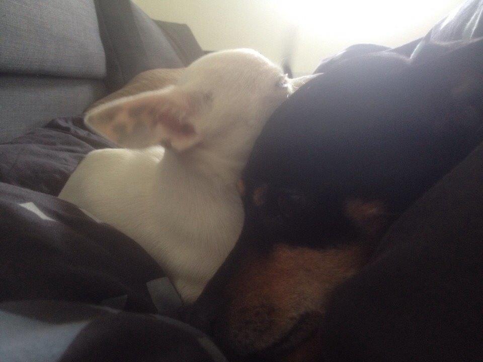 Dvaergpinscher King billede 11