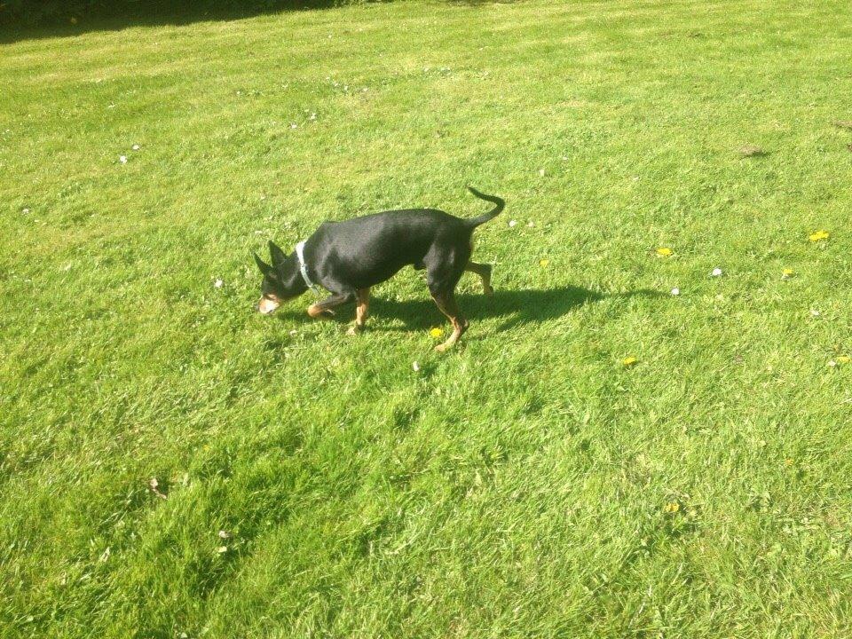 Dvaergpinscher King billede 10