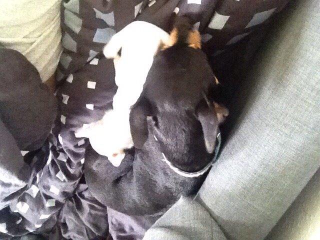 Dvaergpinscher King billede 12