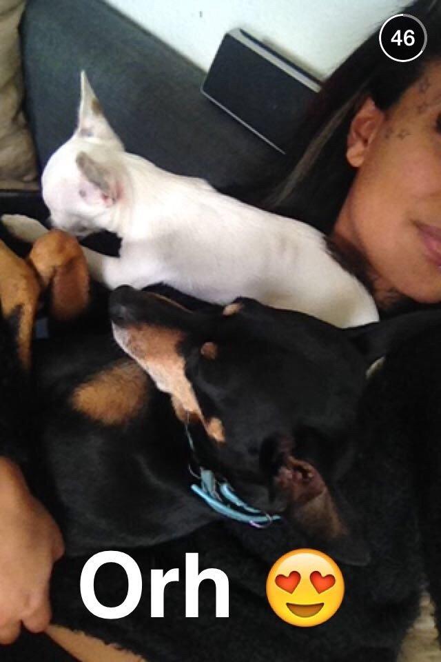 Dvaergpinscher King billede 14