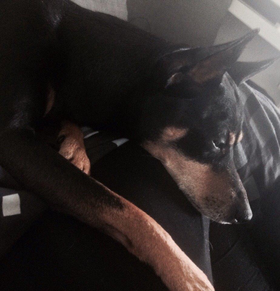 Dvaergpinscher King billede 15