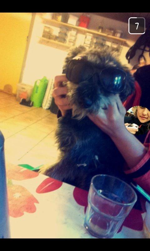 Dvaergschnauzer William (Staldhund<3) billede 8