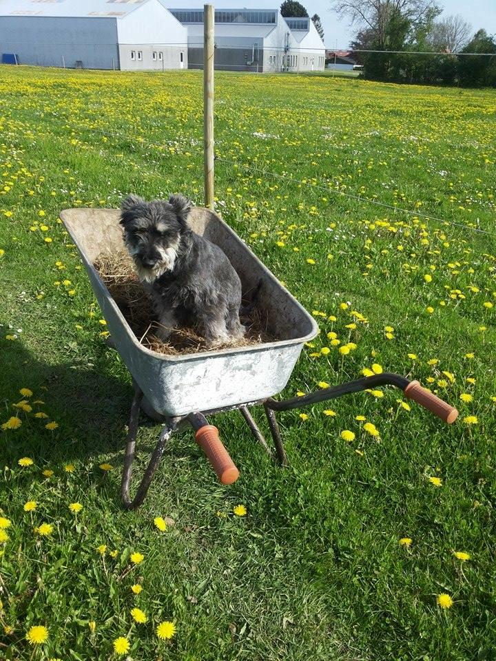Dvaergschnauzer William (Staldhund<3) billede 4
