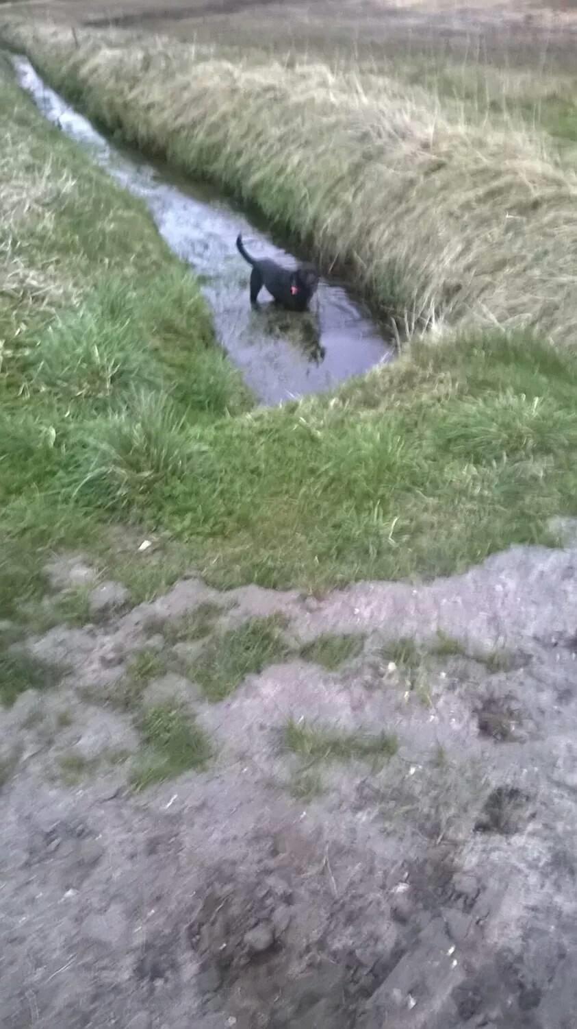 Blanding af racer chica billede 31