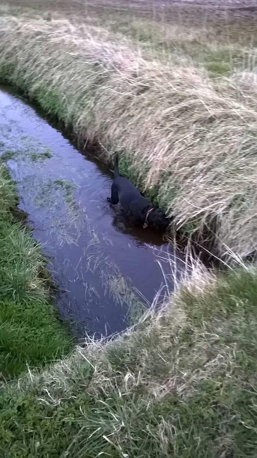 Blanding af racer chica billede 32