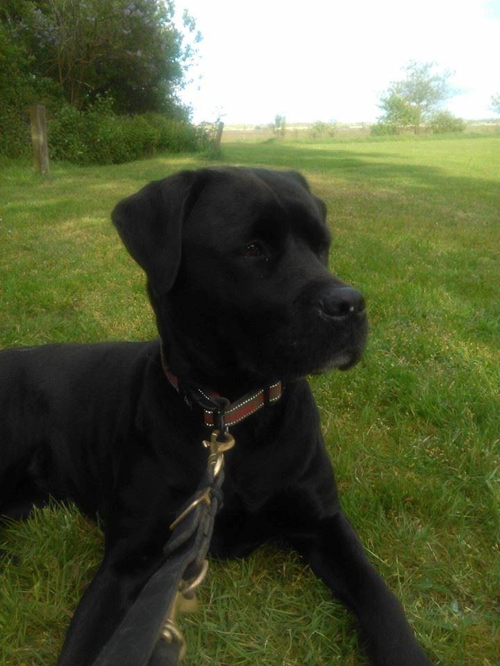 Blanding af racer chica billede 33