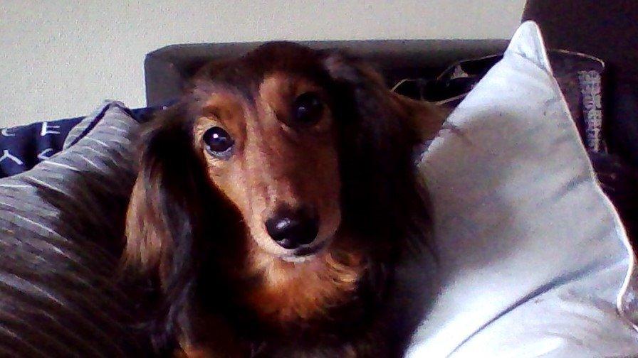 Dværggravhund Sadie billede 1