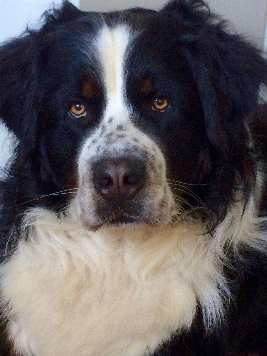 Blanding af racer Baloo billede 2