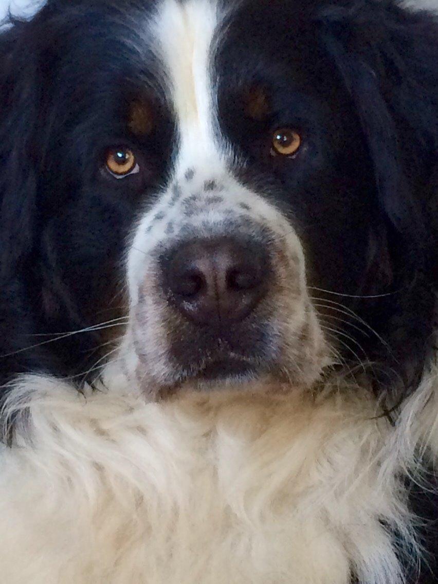 Blanding af racer Baloo billede 1