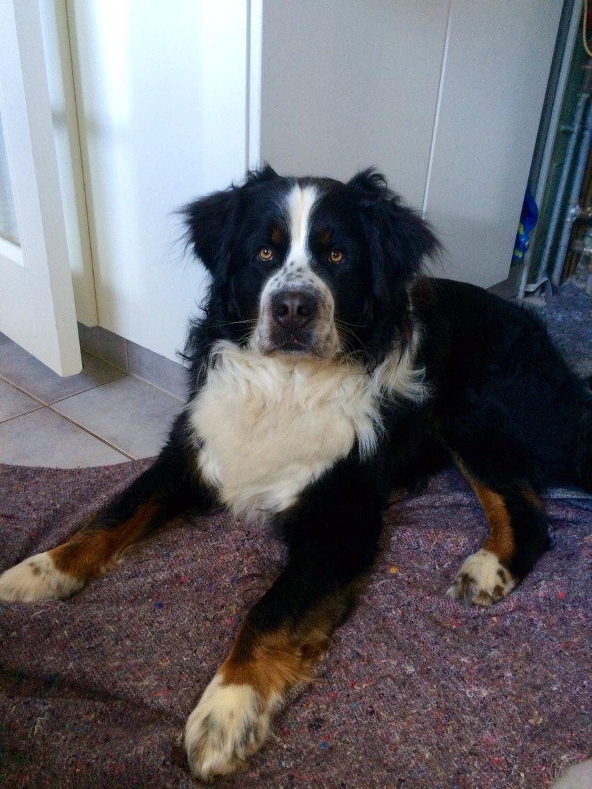 Blanding af racer Baloo billede 4