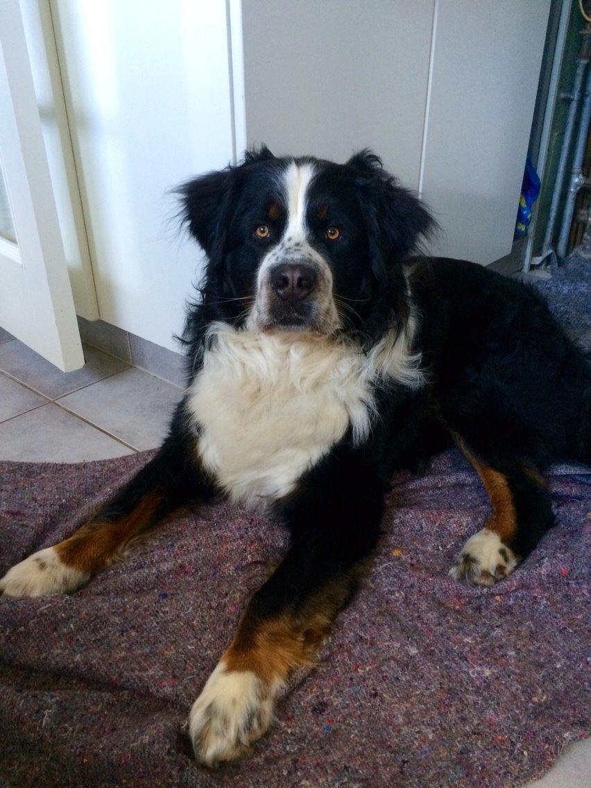 Blanding af racer Baloo billede 3