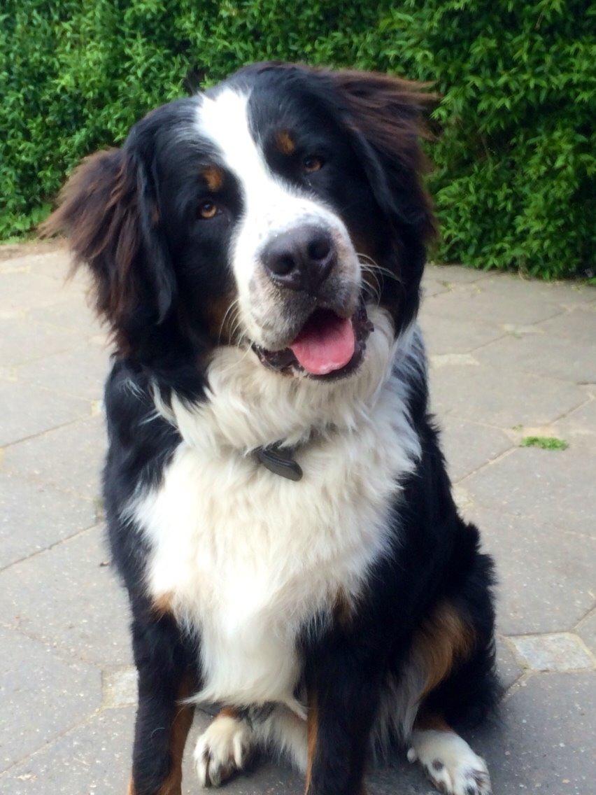 Blanding af racer Baloo billede 6