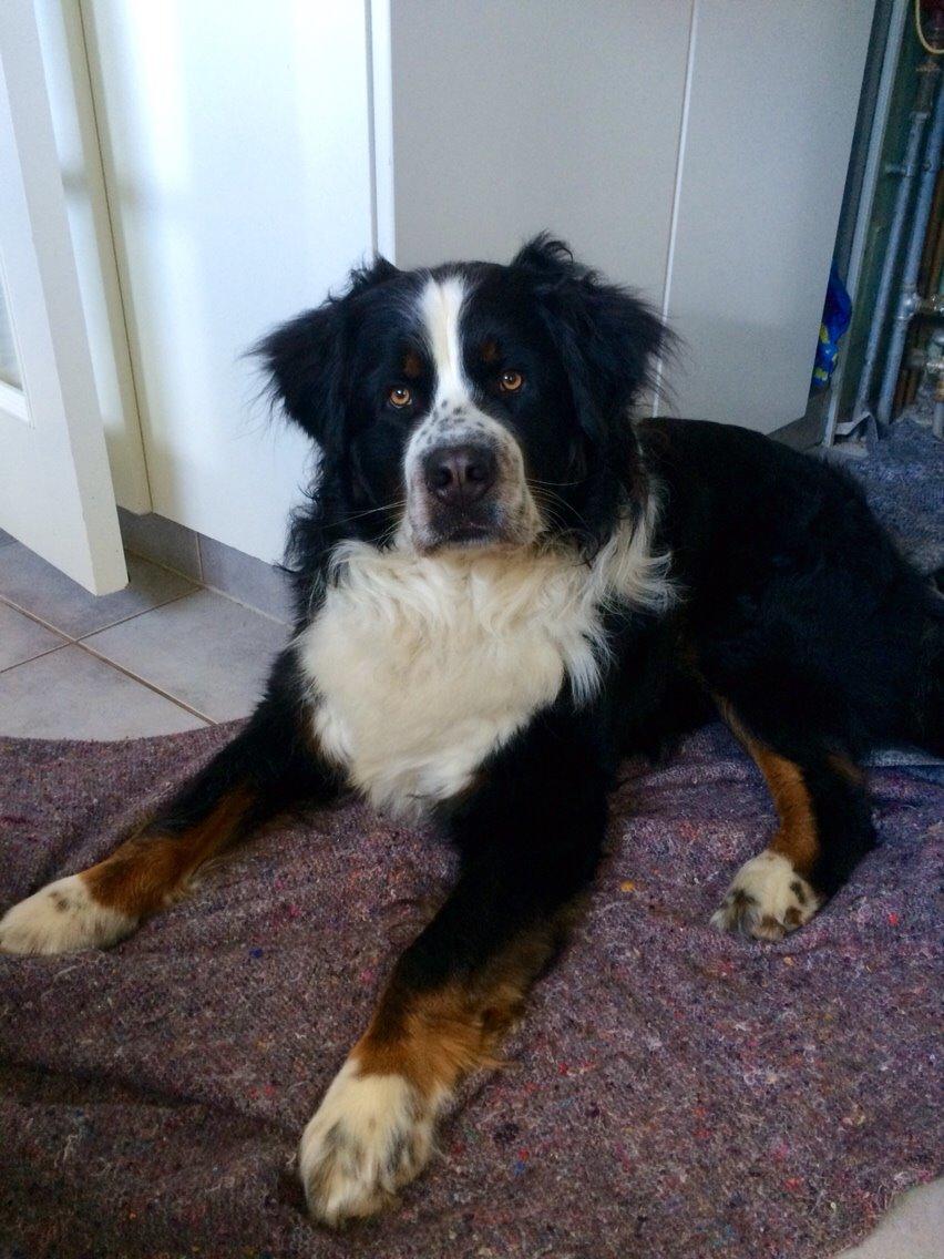 Blanding af racer Baloo billede 5