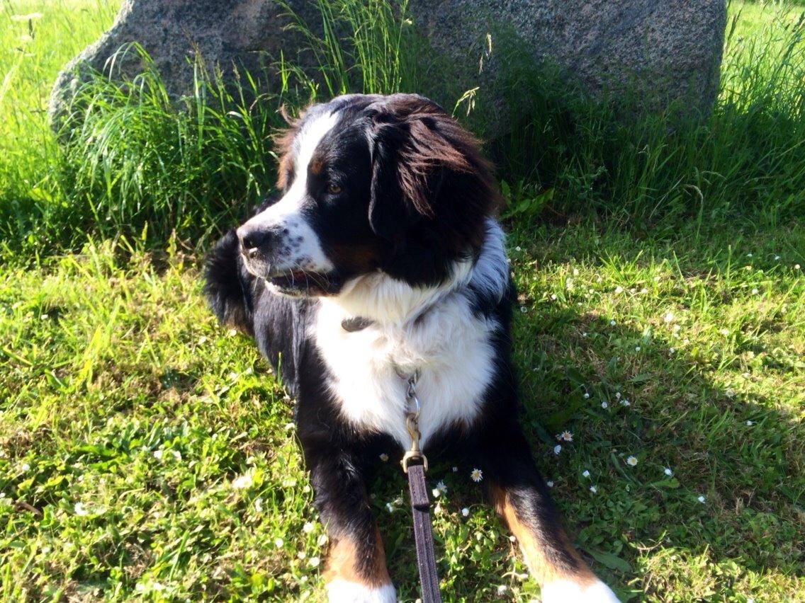 Blanding af racer Baloo billede 8