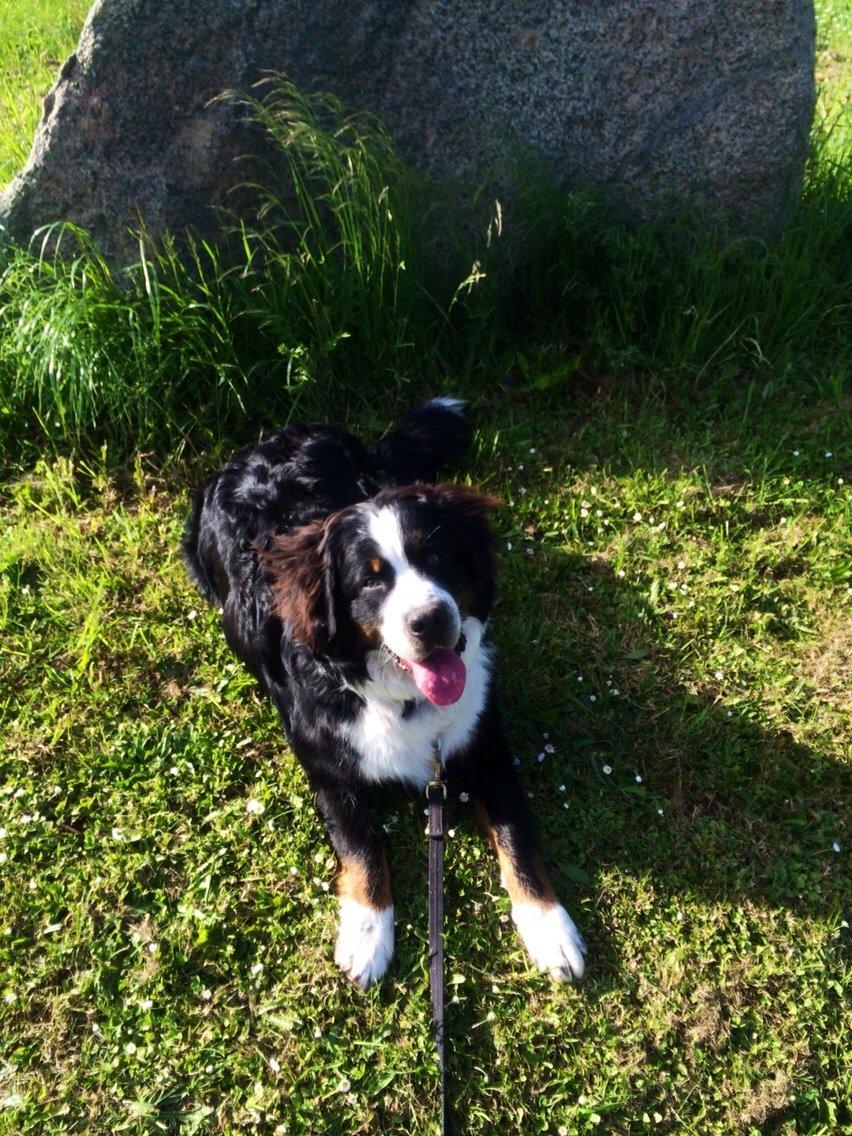 Blanding af racer Baloo billede 9