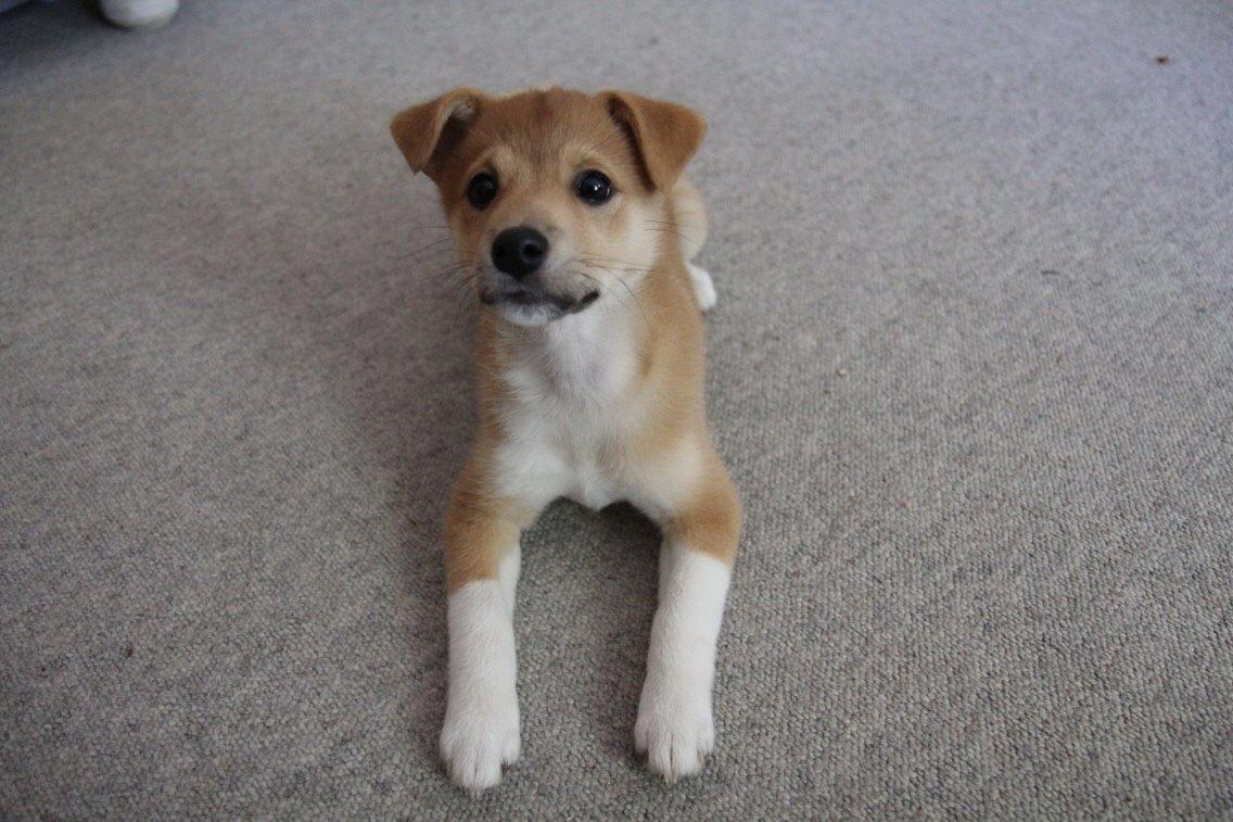 Blanding af racer Kenzo billede 11