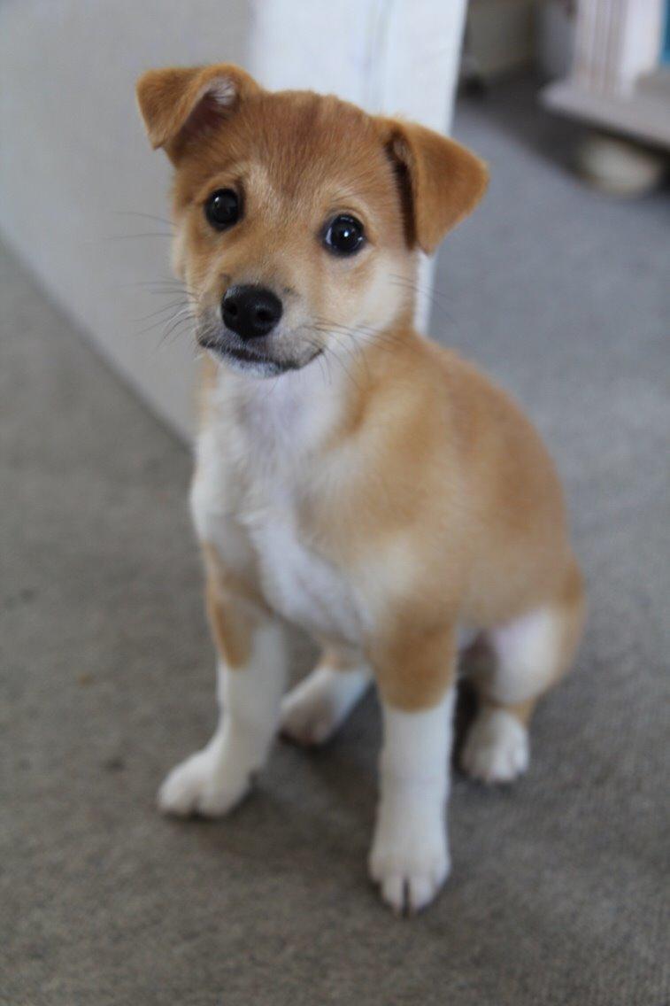 Blanding af racer Kenzo billede 12