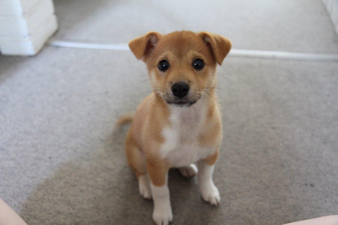 Blanding af racer Kenzo billede 13