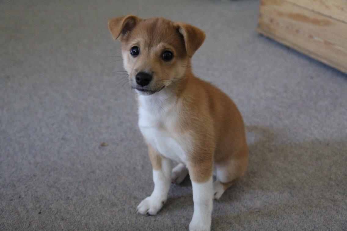 Blanding af racer Kenzo billede 15